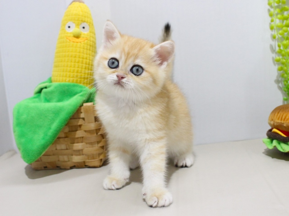 兵庫県のブリティッシュショートヘアー (アミーゴつかしん店/2024年3月9日生まれ/男の子/ゴールデンティックドタビー)の子猫