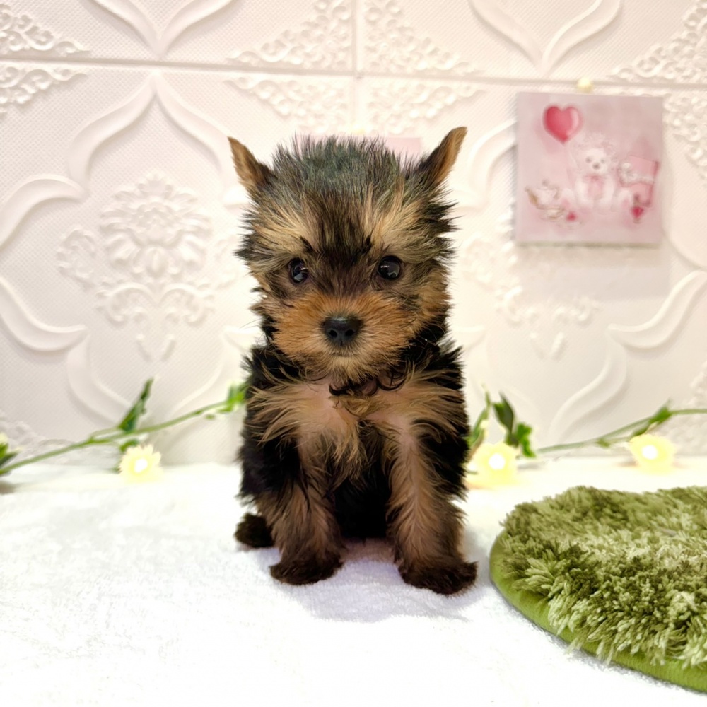 福島県のヨークシャーテリア (アミーゴ本宮店/2024年3月12日生まれ/男の子/スチールブルータン)の子犬