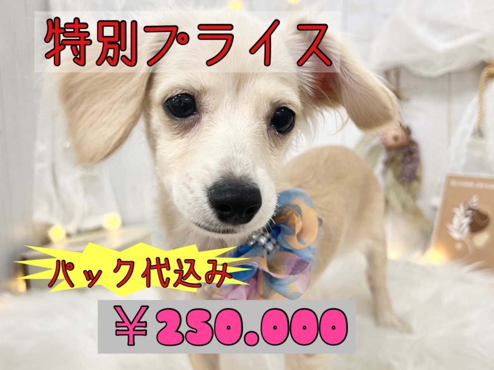 香川県のハーフ犬 (アミーゴ屋島店/2023年12月1日生まれ/男の子/クリーム)の子犬
