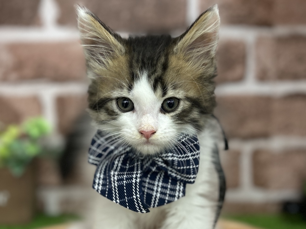 香川県のメインクーン (アミーゴ高松店/2024年3月16日生まれ/男の子/ブラウンマッカレルタビーホワイト)の子猫