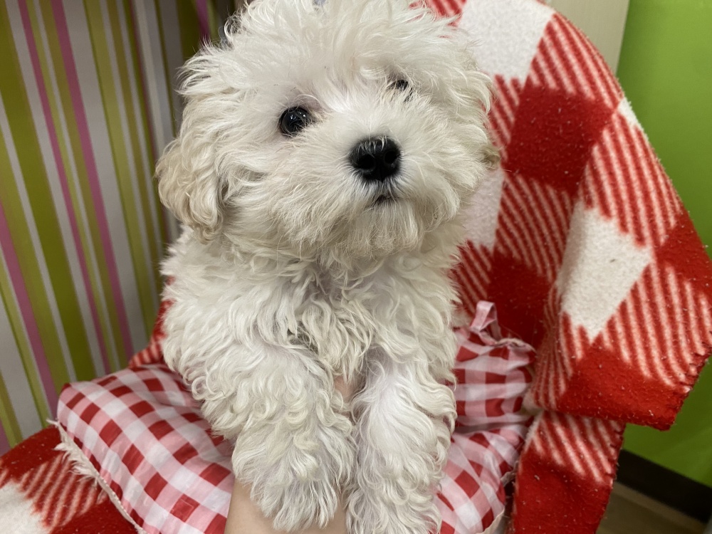岩手県のハーフ犬 (アミーゴ一関店/2024年2月18日生まれ/男の子/ホワイトクリーム)の子犬