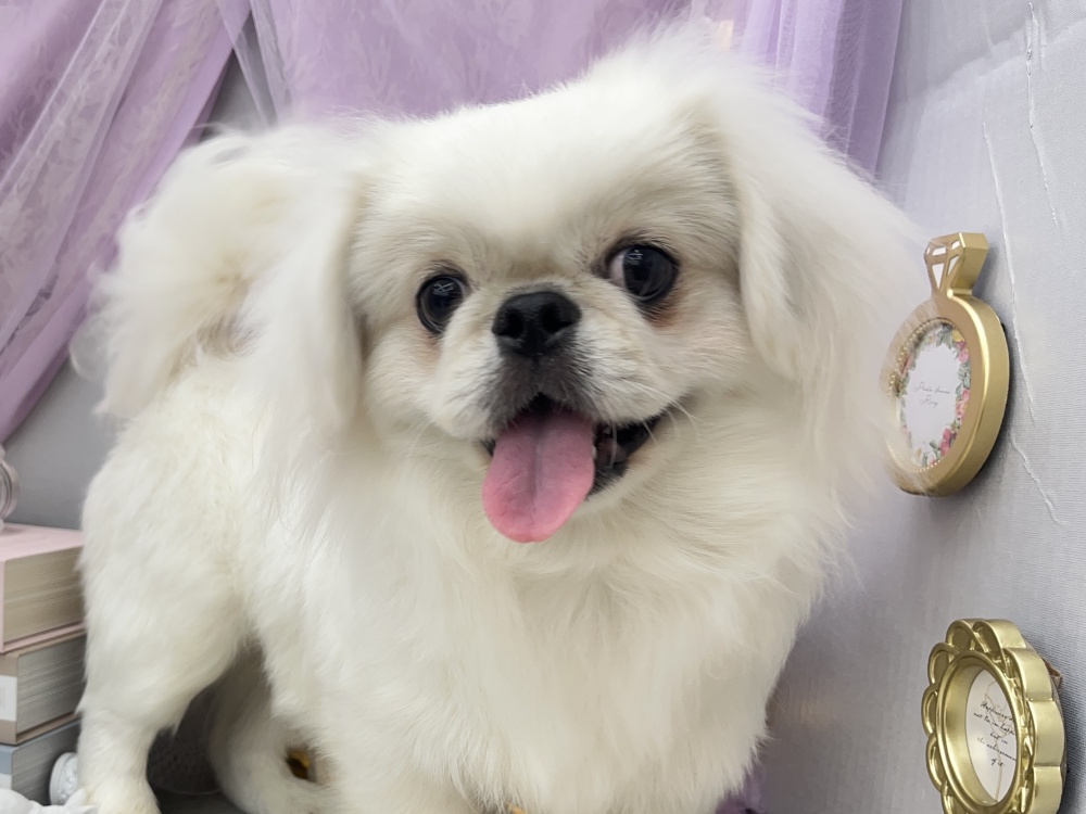 岡山県のペキニーズ (アミーゴ高屋店/2023年11月1日生まれ/男の子/ホワイト)の子犬