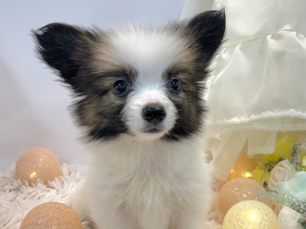 兵庫県のハーフ犬 (アミーゴ姫路飾磨店/2024年2月21日生まれ/女の子/ホワイトレッド)の子犬
