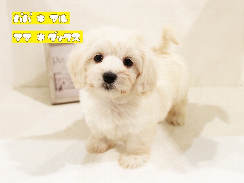 兵庫県のハーフ犬 (アミーゴ神戸灘店/2024年3月19日生まれ/女の子/クリーム)の子犬
