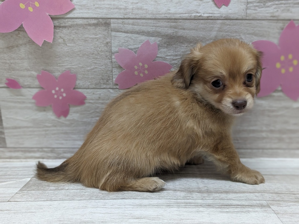 秋田県のハーフ犬 (アミーゴ横手店/2024年2月22日生まれ/男の子/レッド)の子犬