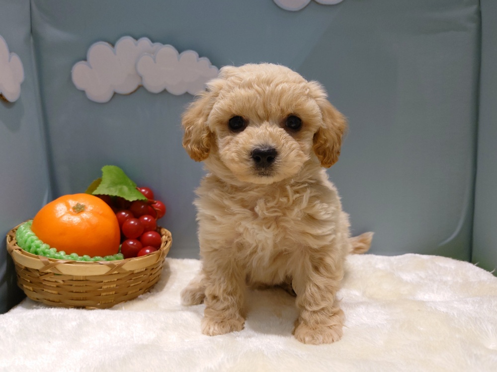 新潟県のハーフ犬 (アミーゴ新発田店/2024年3月12日生まれ/男の子/クリームホワイト)の子犬