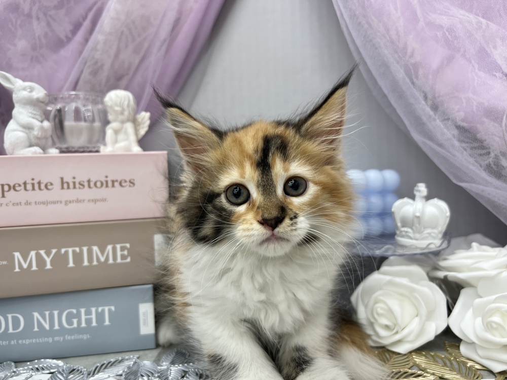 岡山県のメインクーン (アミーゴ高屋店/2024年3月16日生まれ/女の子/ブラウンパッチドタビーホワイト)の子猫