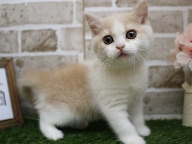 兵庫県のブリティッシュショートヘアー (アミーゴ神戸西店/2024年3月9日生まれ/女の子/クリームホワイト)の子猫