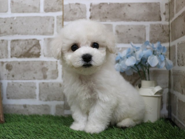 兵庫県のビションフリーゼ (アミーゴ神戸西店/2024年3月12日生まれ/男の子/ホワイト)の子犬