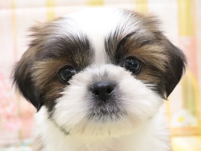 大阪府のシーズー (アミーゴ鳳店/2024年3月18日生まれ/男の子/ゴールドホワイト)の子犬