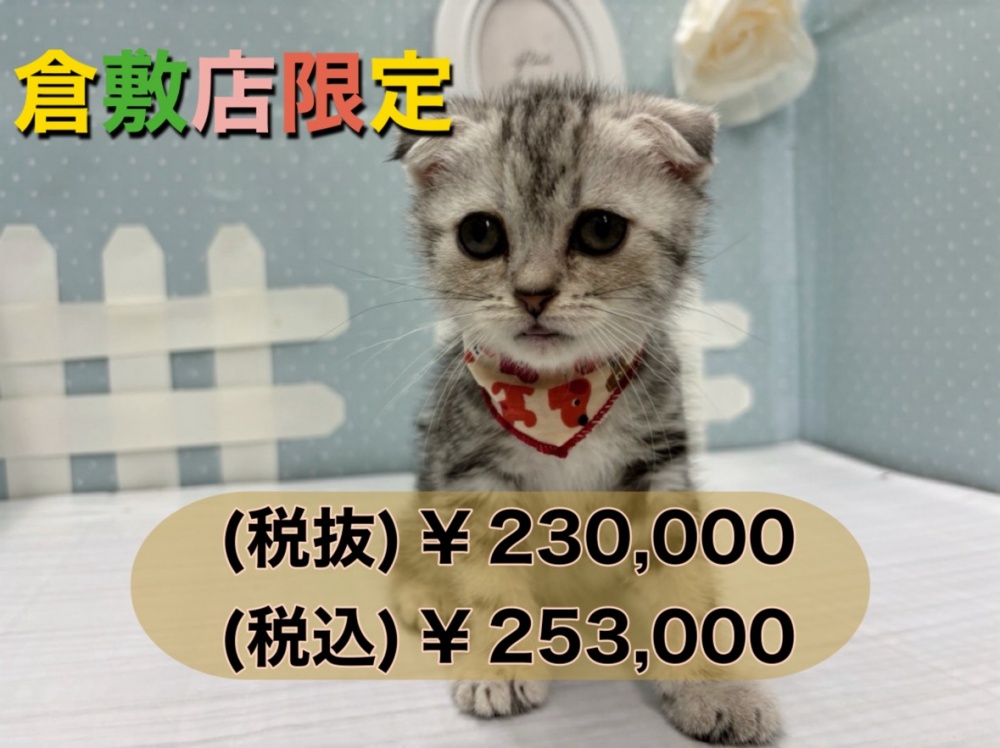 岡山県のスコティッシュフォールド (アミーゴ倉敷店/2024年3月12日生まれ/女の子/シルバークラッシクタビー)の子猫