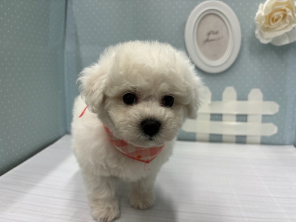 岡山県のビションフリーゼ (アミーゴ倉敷店/2024年3月18日生まれ/女の子/ホワイト)の子犬