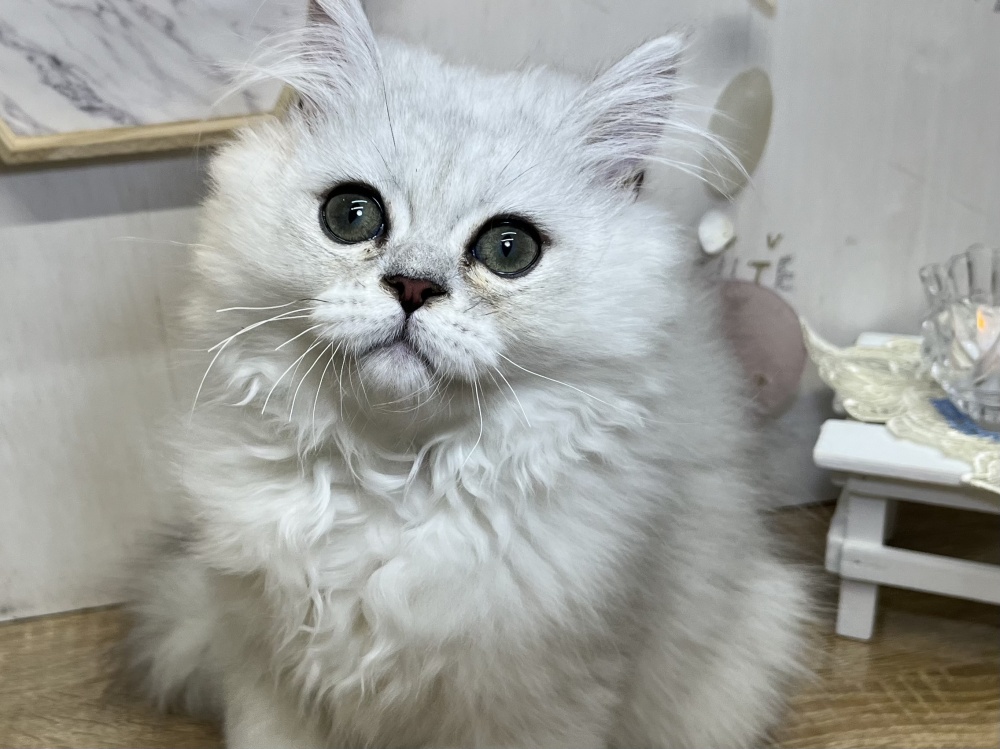 高知県のペルシャ (アミーゴ高知店/2024年1月17日生まれ/男の子/チンチラシルバー)の子猫