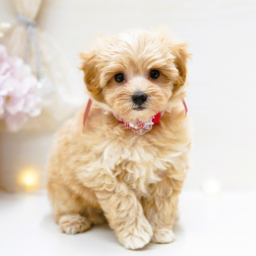 富山県のハーフ犬 (アミーゴ富山山室店/2024年3月15日生まれ/女の子/アプリコット)の子犬