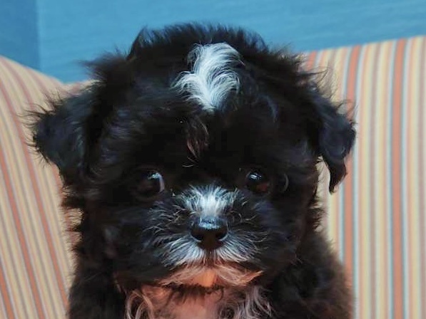 和歌山県のハーフ犬 (アミーゴ和歌山太田店/2024年3月13日生まれ/男の子/ブラックホワイト)の子犬