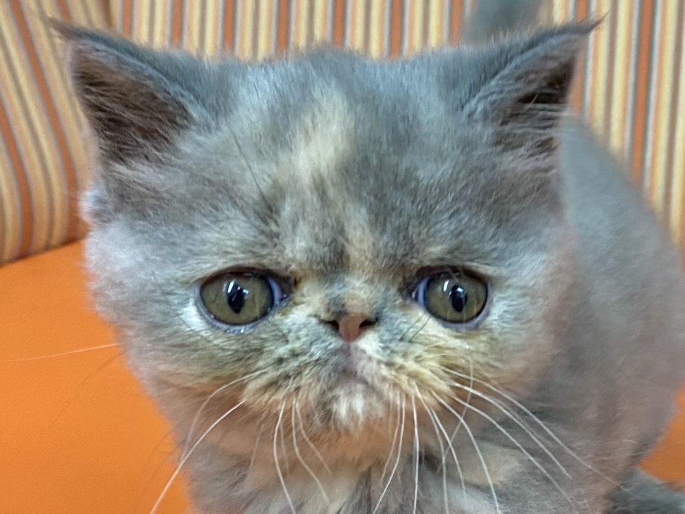 和歌山県のエキゾチックショートヘアー (アミーゴ和歌山太田店/2024年3月17日生まれ/女の子/ブルークリーム)の子猫