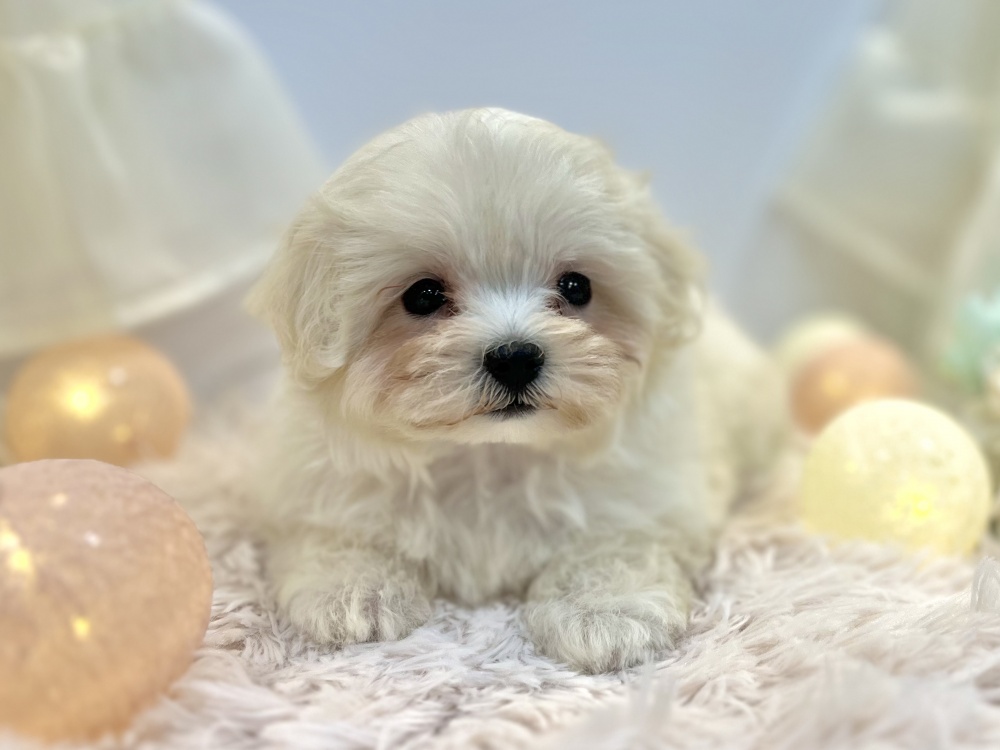 兵庫県のハーフ犬 (アミーゴ姫路飾磨店/2024年3月18日生まれ/女の子/ホワイト)の子犬