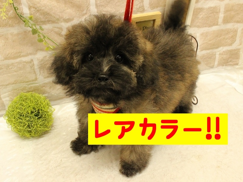 兵庫県のトイプードル(トイ) (アミーゴ加古川店/2024年3月13日生まれ/男の子/ブリンドル)の子犬