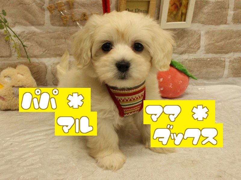 兵庫県のハーフ犬 (アミーゴ加古川店/2024年3月19日生まれ/女の子/クリーム)の子犬