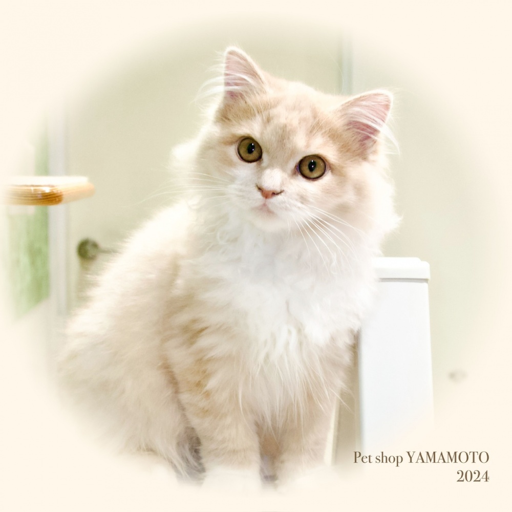 岡山県のサイベリアン (アミーゴ大安寺店/2024年1月9日生まれ/男の子/クリームタビーホワイト)の子猫