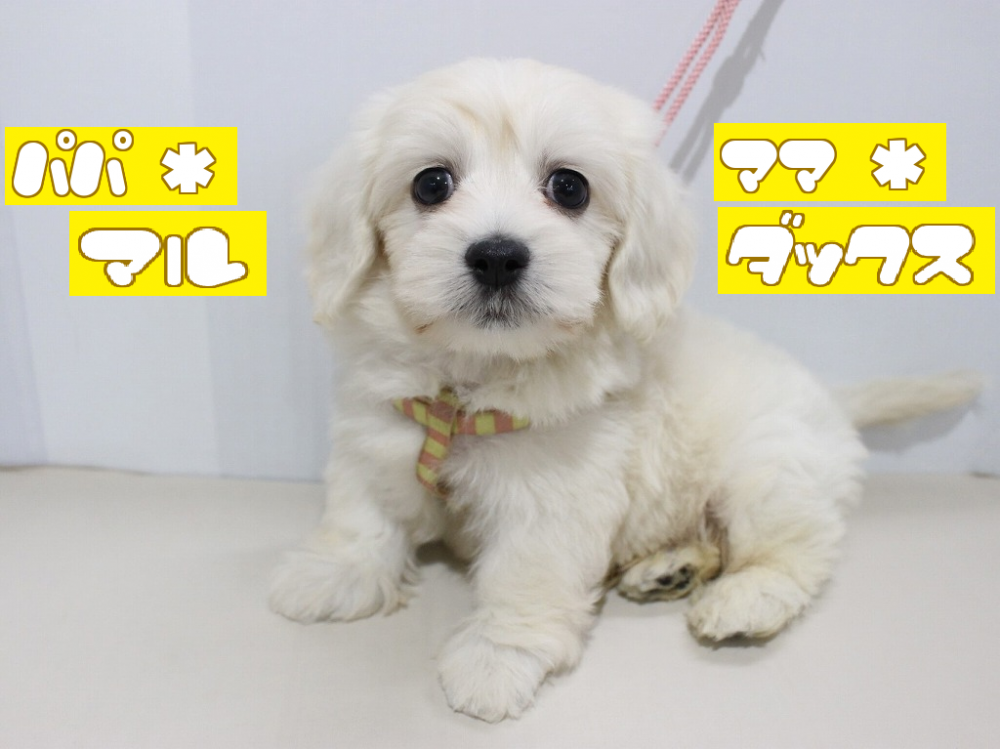 兵庫県のハーフ犬 (アミーゴつかしん店/2024年3月19日生まれ/男の子/クリーム)の子犬