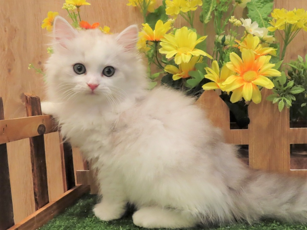 兵庫県のミヌエット (アミーゴ伊丹店/2024年3月17日生まれ/女の子/チンチラシルバー＆ホワイト)の子猫