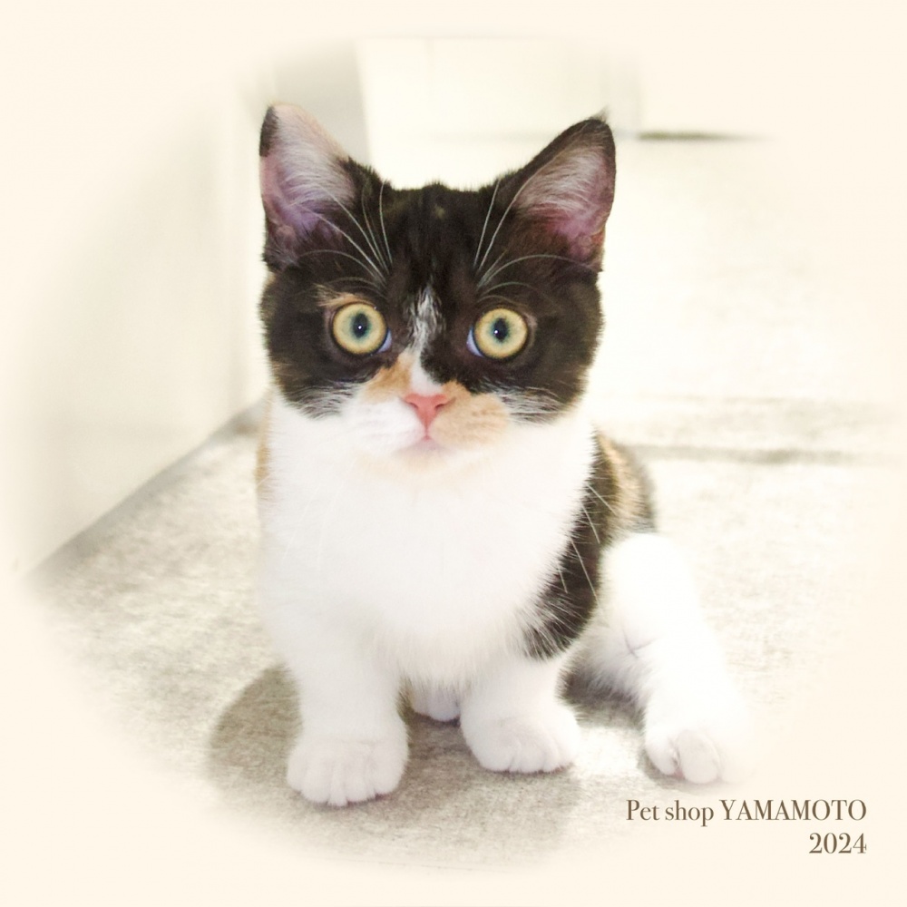 岡山県のミヌエット (アミーゴ大安寺店/2024年1月16日生まれ/女の子/キャリコ)の子猫