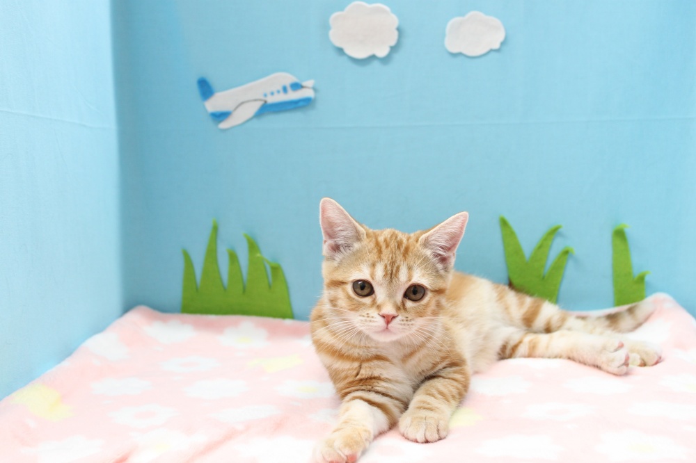 愛媛県のアメリカンショートヘアー (アミーゴ今治店/2024年2月8日生まれ/女の子/レッドタビー)の子猫