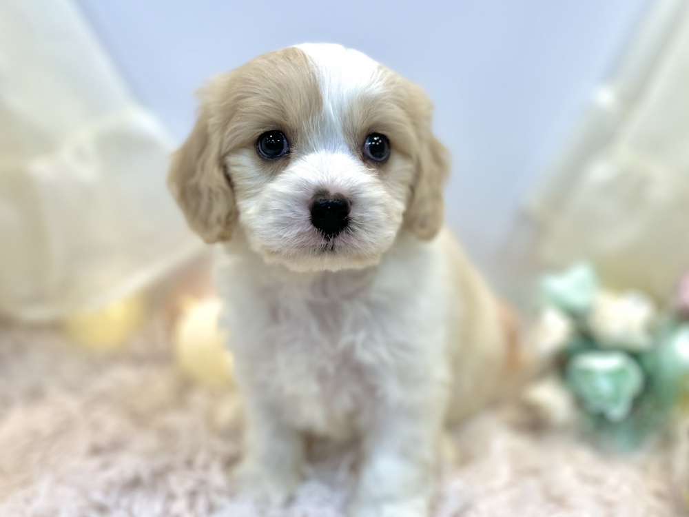 兵庫県のハーフ犬 (アミーゴ姫路飾磨店/2024年3月20日生まれ/男の子/ホワイトクリーム)の子犬