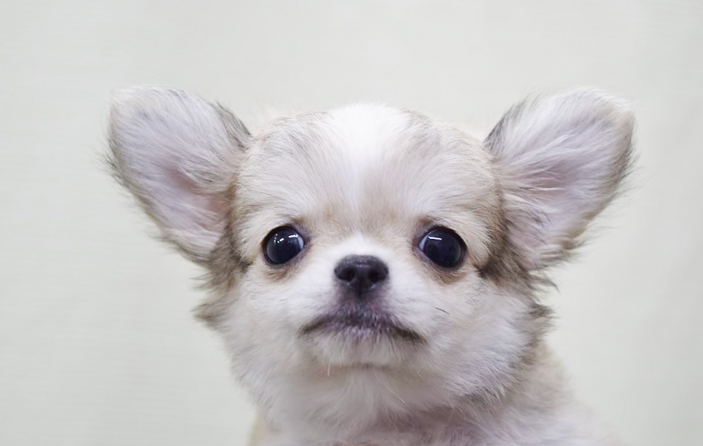 広島県のチワワ(ロング) (アミーゴ宇品店/2024年3月16日生まれ/女の子/フォーンホワイト)の子犬