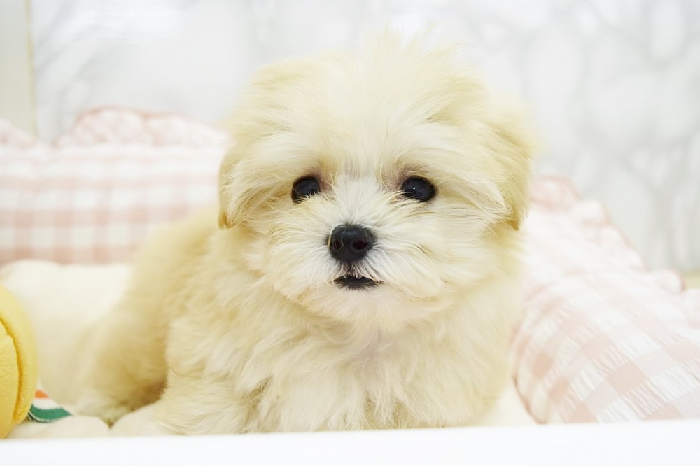 広島県のハーフ犬 (アミーゴ宇品店/2024年3月17日生まれ/女の子/クリーム)の子犬