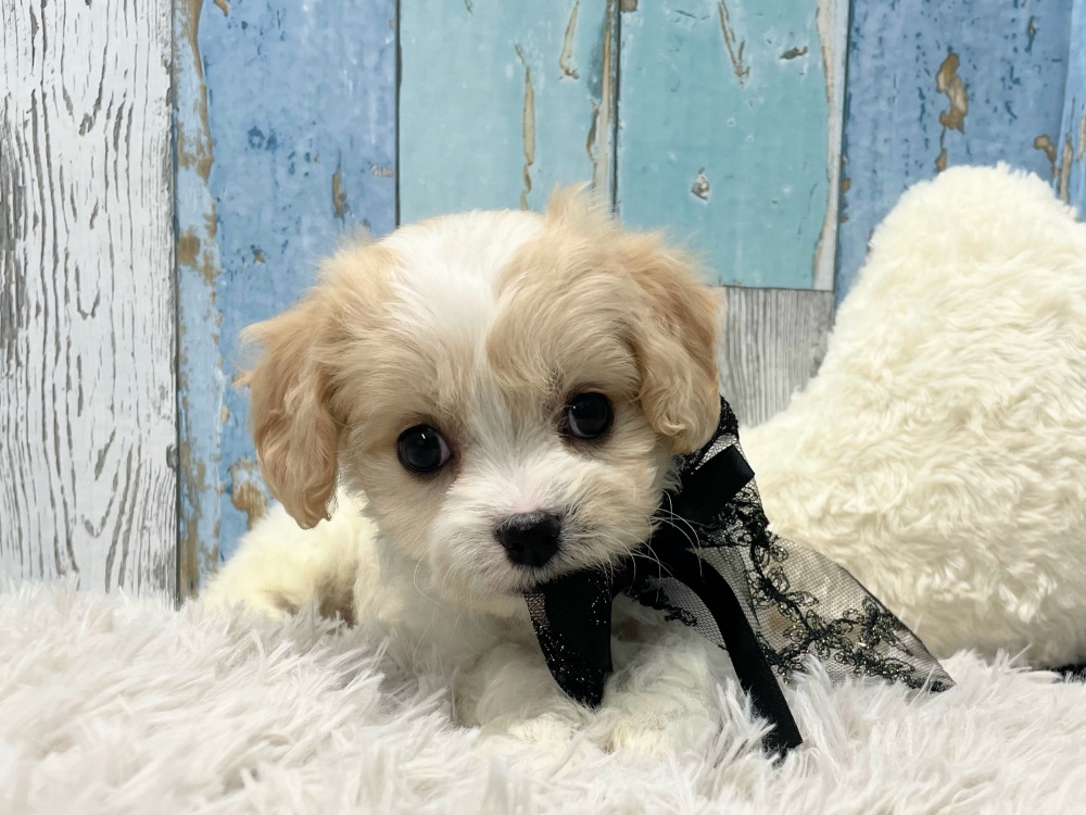 岡山県のハーフ犬 (アミーゴ岡南店/2024年3月20日生まれ/女の子/ホワイトクリーム)の子犬