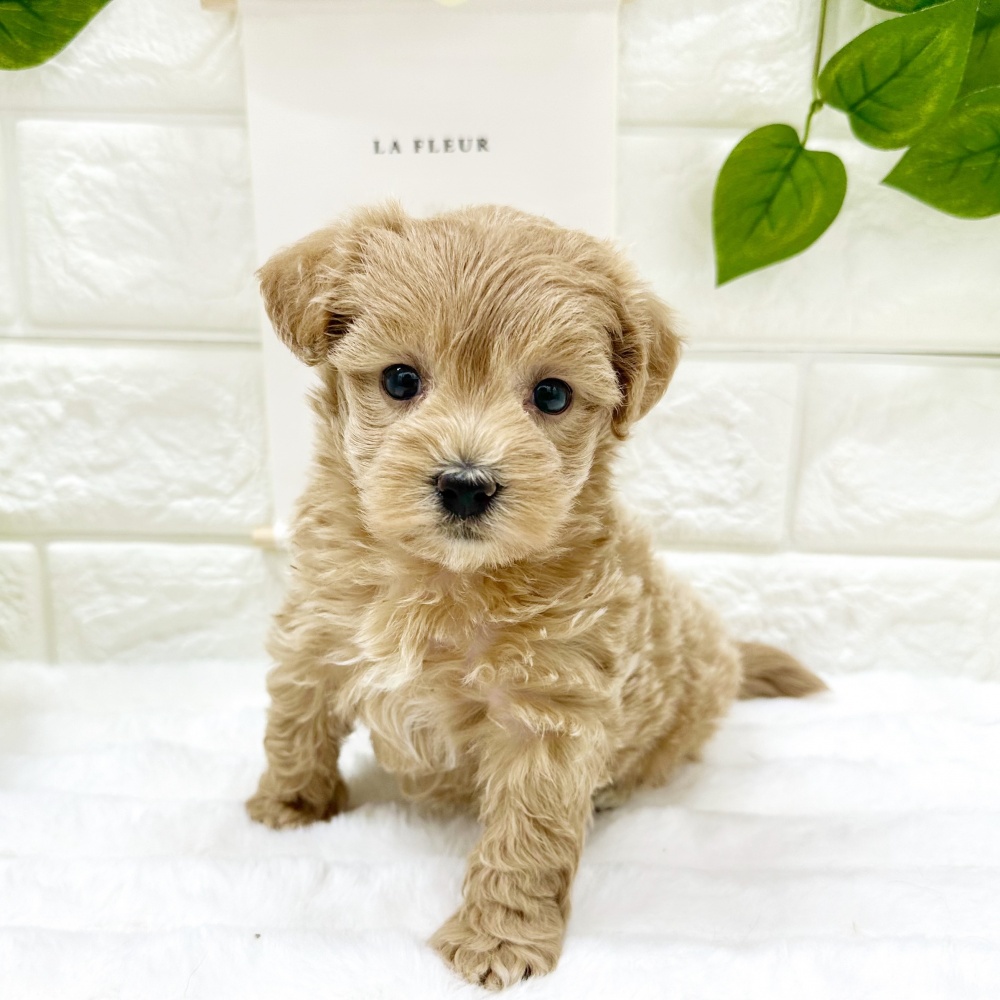 石川県のハーフ犬 (アミーゴ金沢有松店/2024年3月19日生まれ/女の子/アプリコット)の子犬