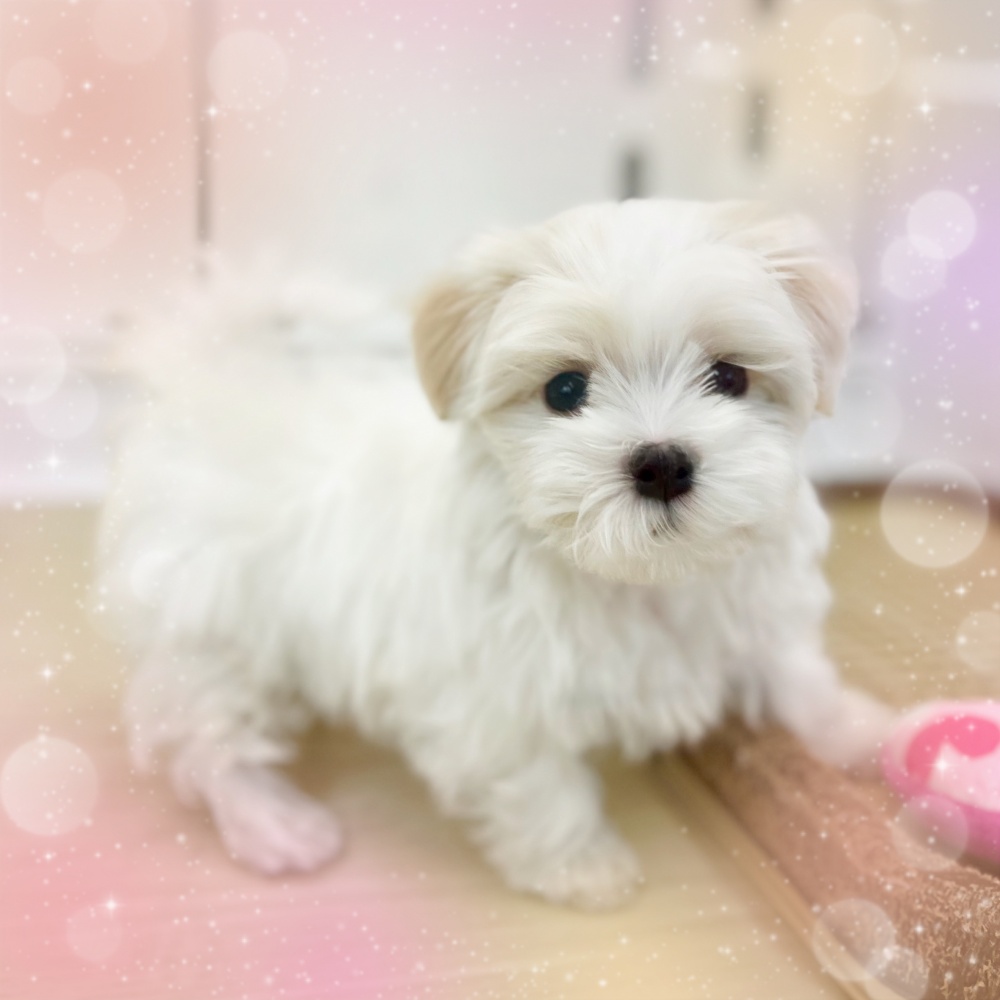 岡山県のハーフ犬 (アミーゴ中庄店/2024年3月15日生まれ/女の子/ホワイト)の子犬