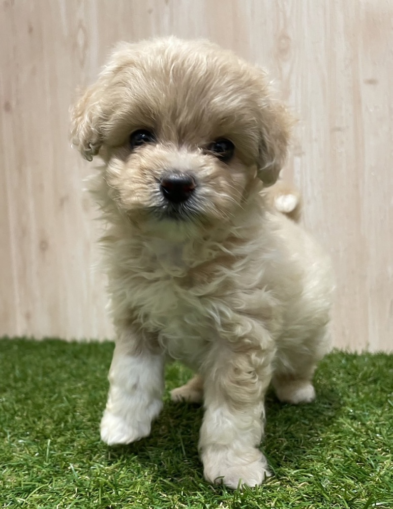 茨城県のハーフ犬 (アミーゴ神栖店/2024年3月15日生まれ/女の子/クリーム)の子犬