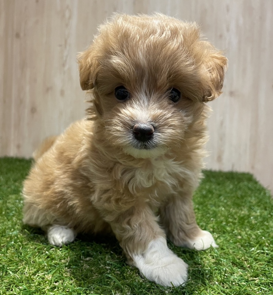 茨城県のハーフ犬 (アミーゴ神栖店/2024年3月15日生まれ/女の子/レッドホワイト)の子犬