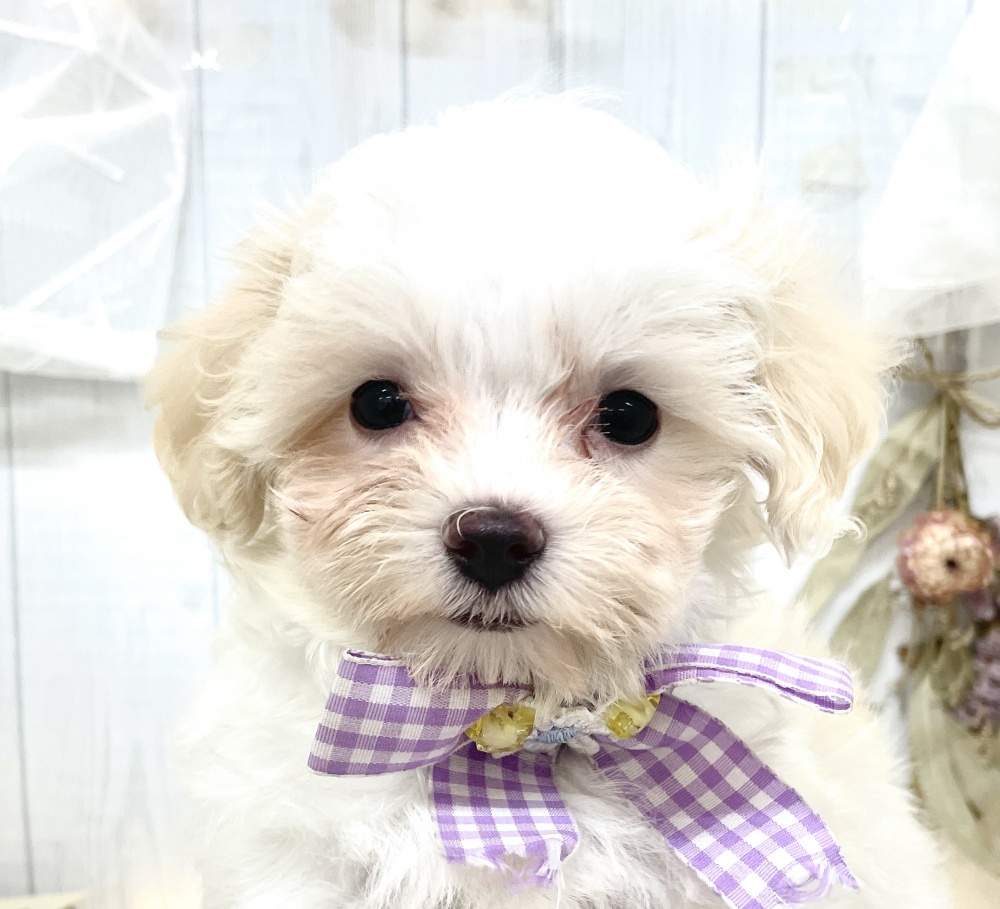 香川県のハーフ犬 (アミーゴ屋島店/2024年3月18日生まれ/男の子/ホワイト)の子犬