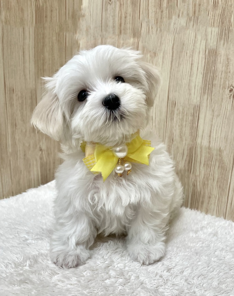 広島県のハーフ犬 (アミーゴ東深津店/2024年3月15日生まれ/女の子/ホワイト)の子犬