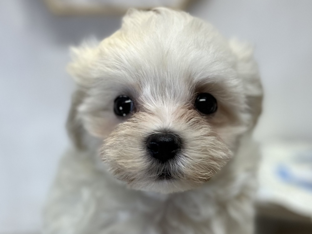 高知県のハーフ犬 (アミーゴ高知店/2024年3月18日生まれ/女の子/ホワイト)の子犬