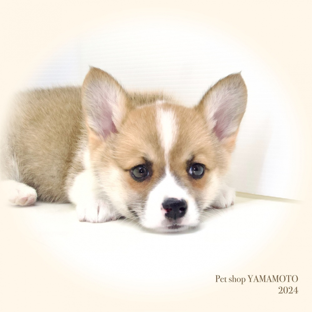 岡山県のウェルシュコーギーペンブローク (アミーゴ大安寺店/2024年3月15日生まれ/男の子/セーブルホワイト)の子犬