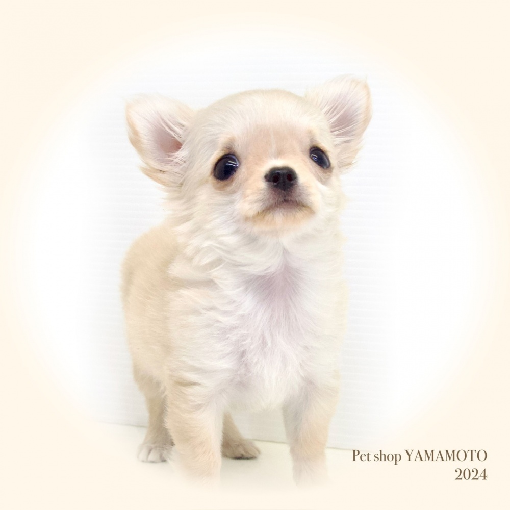 岡山県のチワワ(ロング) (アミーゴ大安寺店/2024年2月25日生まれ/女の子/クリーム)の子犬