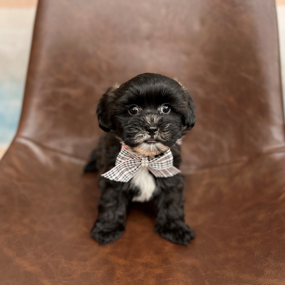 福井県のハーフ犬 (アミーゴ福井店/2024年3月8日生まれ/女の子/ブラックホワイト)の子犬
