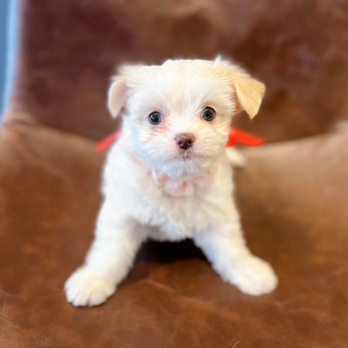 福井県のハーフ犬 (アミーゴ福井店/2024年3月12日生まれ/女の子/ホワイトクリーム)の子犬