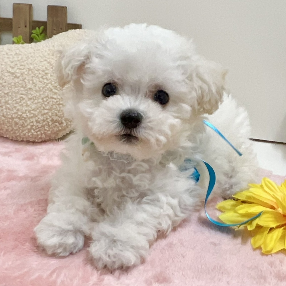 富山県のハーフ犬 (アミーゴ高岡蓮花寺店/2024年3月18日生まれ/女の子/ホワイト)の子犬