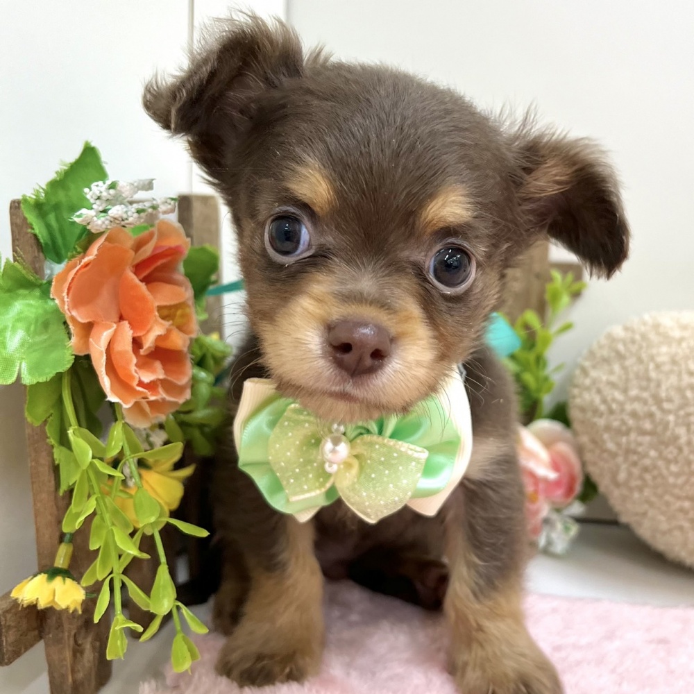 富山県のハーフ犬 (アミーゴ高岡蓮花寺店/2024年3月21日生まれ/男の子/チョコレートタン)の子犬