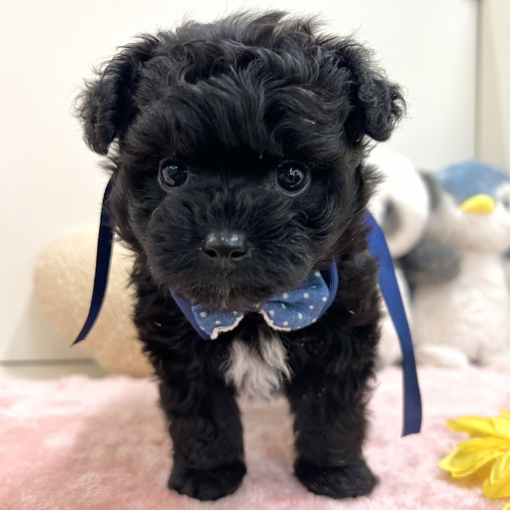 富山県のハーフ犬 (アミーゴ高岡蓮花寺店/2024年3月20日生まれ/男の子/ブラックホワイト)の子犬