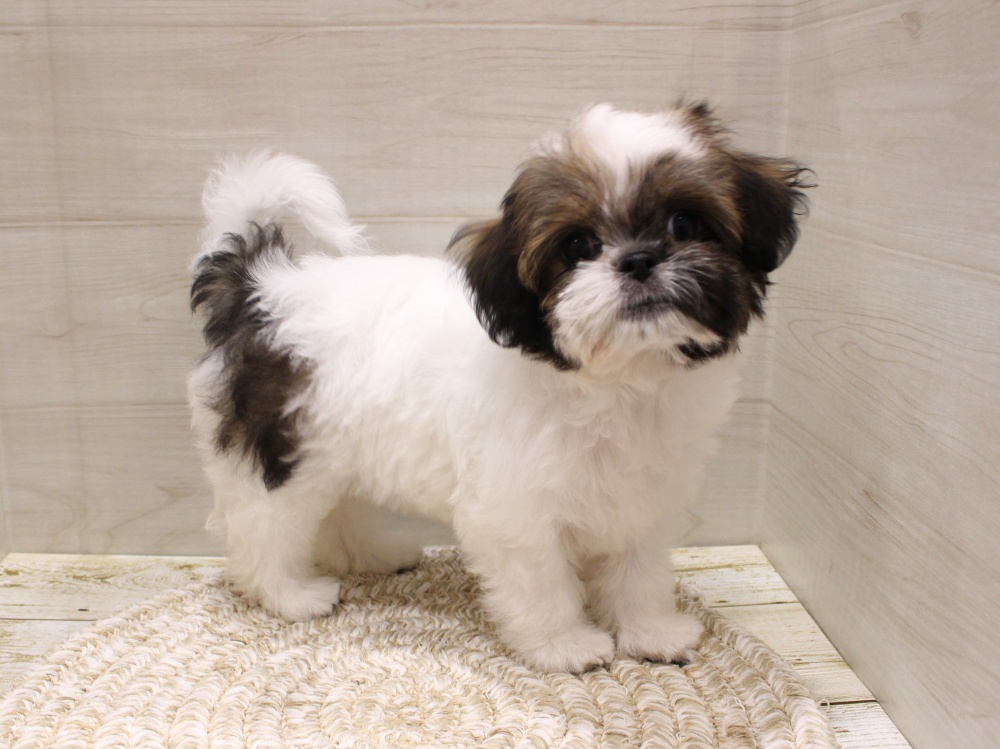 大阪府のハーフ犬 (アミーゴ箕面店/2024年3月23日生まれ/女の子/ホワイトゴールド)の子犬