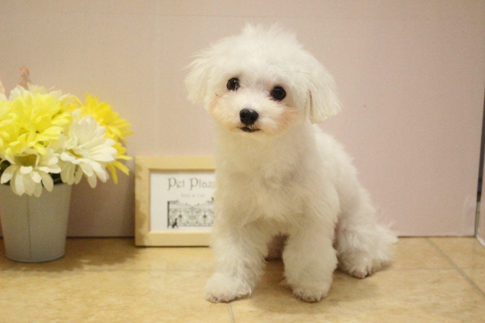 兵庫県のマルチーズ (アミーゴ魚住店/2023年11月6日生まれ/男の子/ホワイト)の子犬