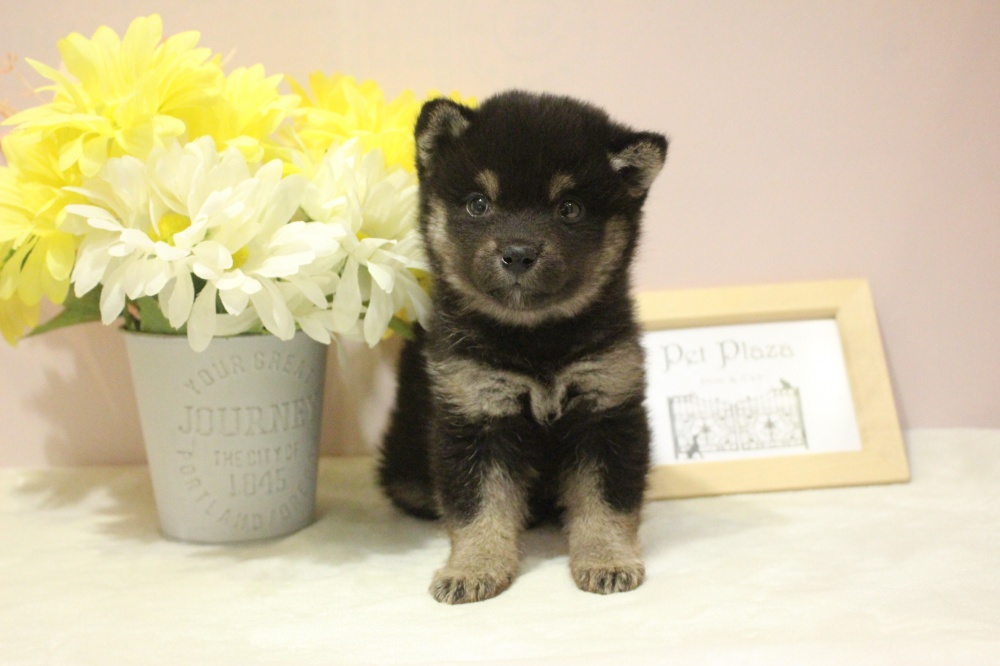兵庫県の柴犬(標準サイズ) (アミーゴ魚住店/2024年3月22日生まれ/女の子/黒)の子犬