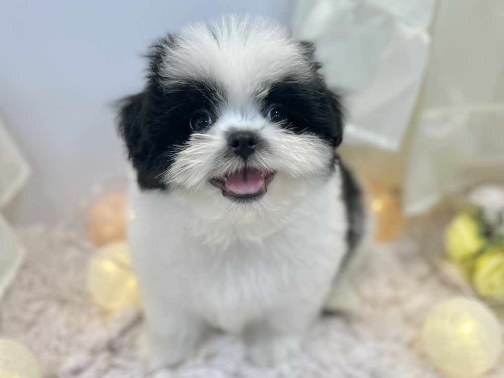 兵庫県のハーフ犬 (アミーゴ姫路飾磨店/2024年2月22日生まれ/男の子/ホワイトブラック)の子犬